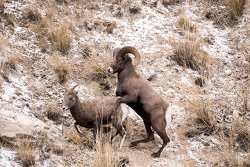 Obraz premium Bighorn Sheep Ram and Ewe