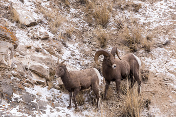 Bighorn Sheep Ram and Ewe