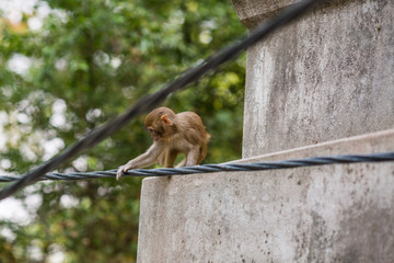 Monkey