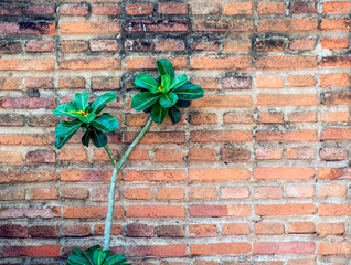 Background of old red brick wall texture with Plant & flowers