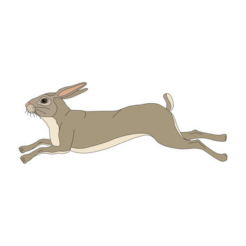Wild hare running realistic color 
