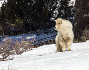 Baby Mountain Goat