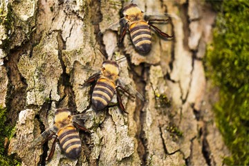 Bee.
