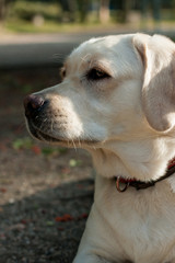 white labrador dog head