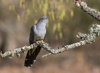Male Common cuckoo (Cuculus canorus) perched on a branch