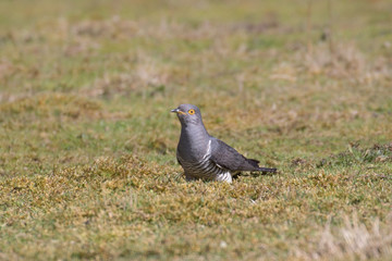 Male Common cuckoo (Cuculus canorus) foraging in a field