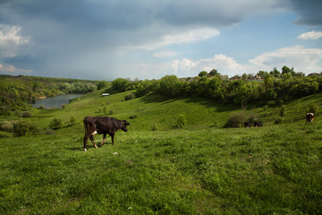 Cows grazing on green hills