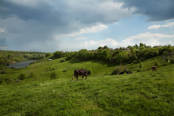 Fototapeta na wymiar Cows On Meadow With Green Grass