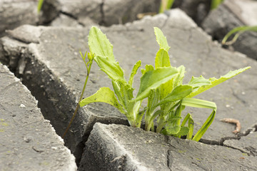 soil and grass during drought cracks