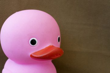 Pink duck close up