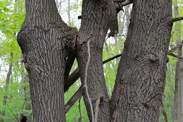 sketches of the nature of the forest