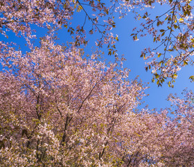 Fototapeta premium Pink Cherry Blossom