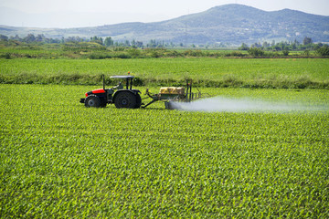 Field of corn © sezer66