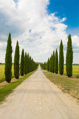 Avenue in Val d'Orcia in Siena