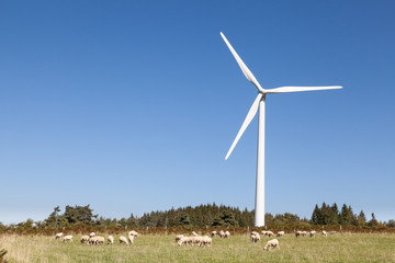 Flock of sheep grazing below a wind turbine  in an agriculture and sustainable energy concept against a sunny blue sky