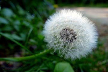 Pusteblume
