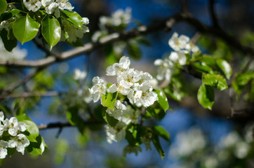 SAKURA FLOR DEL CEREZO JAPONES