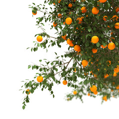 Orange tree