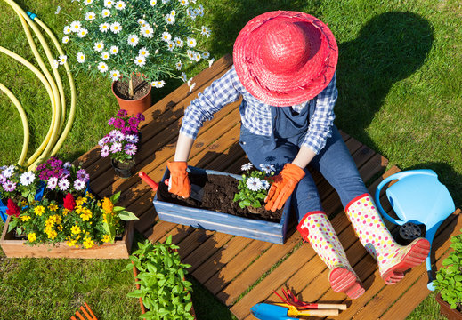 Woman wearing gloves, straw hat and wellington boots potting osteospermum flowers. Gardening concept.