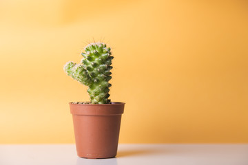 Tiny green cactus on a brown pot isolated on an orange background