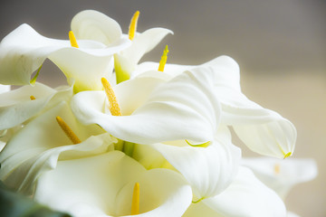 Calla lilies close-up. - obrazy, fototapety, plakaty