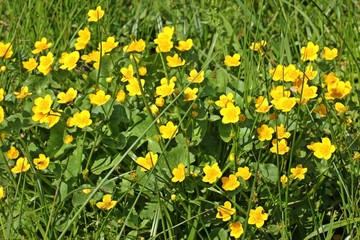 Fototapeta premium Sumpfdotterblume (Caltha palustris) 