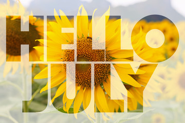 Hello July word on sunflower background - obrazy, fototapety, plakaty