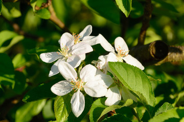 Apfelbaumblüten