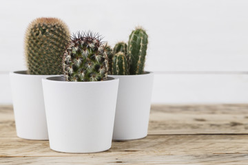 Cactus plants in pots