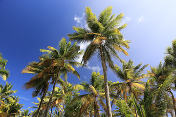 Fototapeta premium Palm trees on blue sky and white clouds on Martinique, perspecti