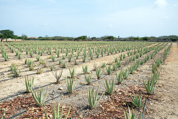 Aloe plants being cultivated in a field on Aruba