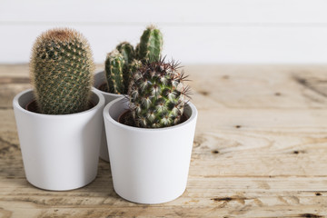 Cactus plants in white pots