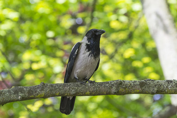 Crow