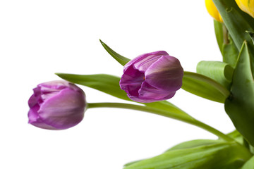 cropped image of pink tulips.