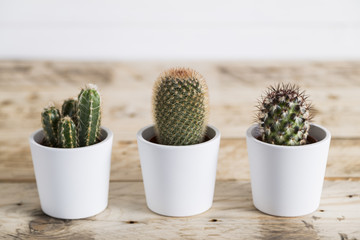 Cactus trio