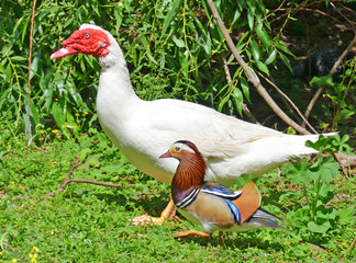 Fototapeta premium muscovy duck and mandarin duck