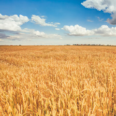 Yellow Wheat Ears Field On Under Blue Sky Background
