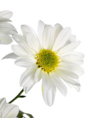daisy standing on a white background