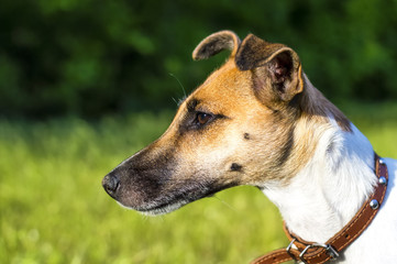 Dog breed fox terrier in the park, profile