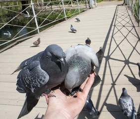 doves on hand