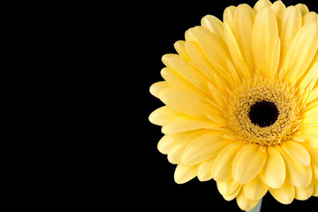 cropped image of a yellow flower.