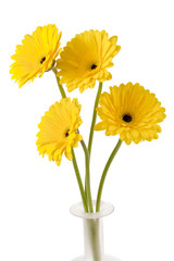 yellow gerber daisy.