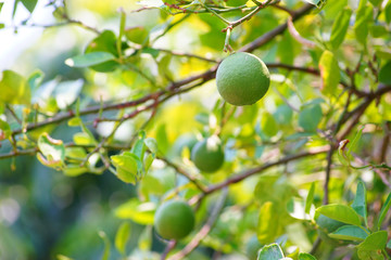 lemon with green leafs on wood background