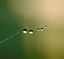 Dew drops close up on spider web