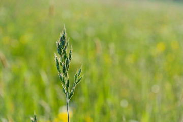 Grashalm, freigestellt vor natürlichem Hintergrund
