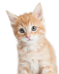 Adorable orange tabby kitty closeup