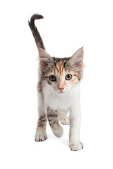 Cute Kitten Walking Forward Over White