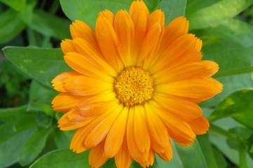 Daisy take verticle with a green backround 