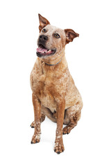 Happy Heeler Dog Sitting Looking Up