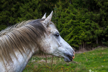 White horse in the forest